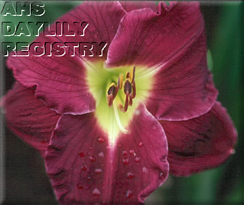 Purple Shorts AHS image
