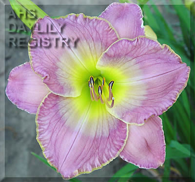Bella Fantasia AHS image