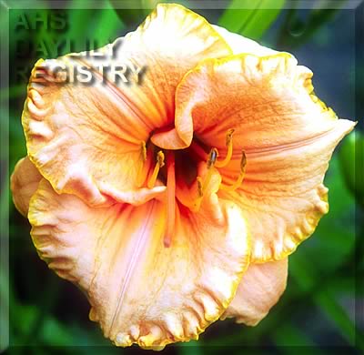 Tears of the Sun AHS image