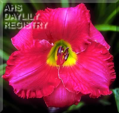 Rose Poetry AHS image
