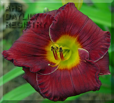 Cherry Chocolate AHS image