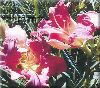 Amilia Sofia AHS image