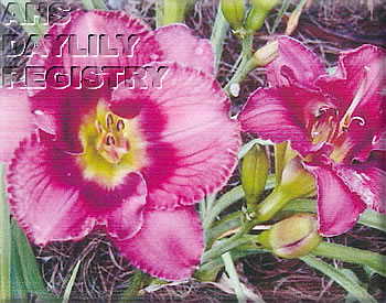 Marjorie Anne Whittet AHS image