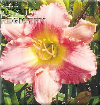 Megunticook Maiden AHS image