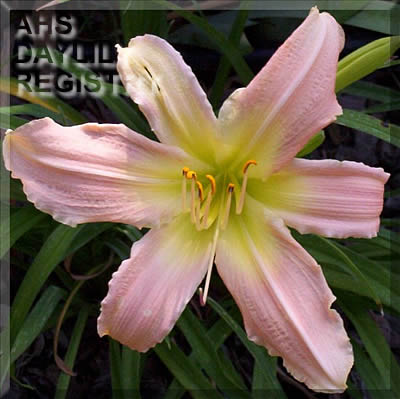 Lilac Star AHS image