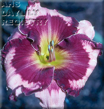 Ledgewood's Pansy Eye AHS image