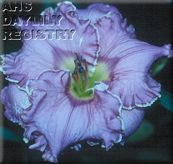 Ledgewood's Oriental Silk AHS image