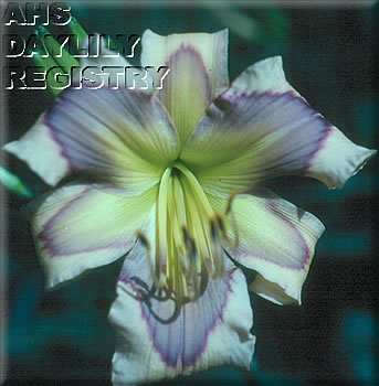 Ledgewood's Calico Blues AHS image