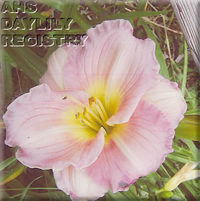 Stonyhill's Ruffled Rachelle AHS image