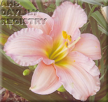 Stonyhill's Peachy Keish AHS image