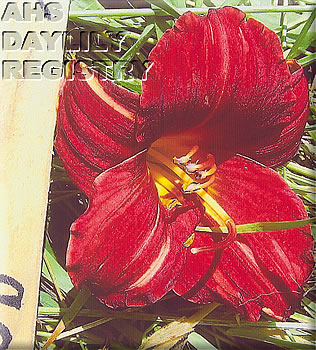 Stonyhill's Arnold Bruce Hardy AHS image