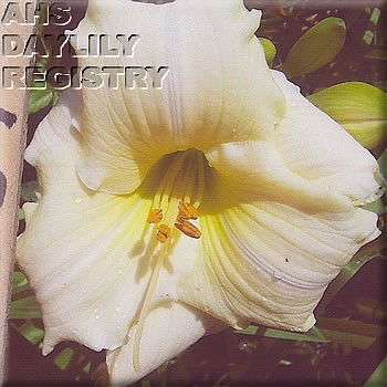 Stonyhill Wedding Bells AHS image