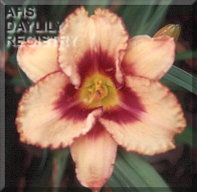 Little Joseph AHS image