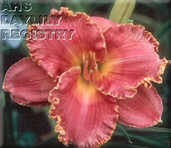 Rococo Rose AHS image