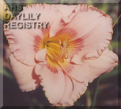Henryk AHS image