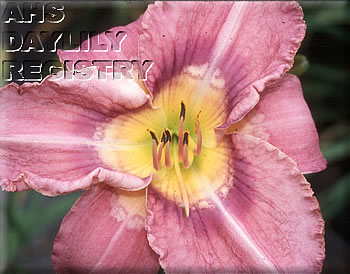 Plato's Puzzle AHS image