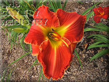 Crimson Cross AHS image