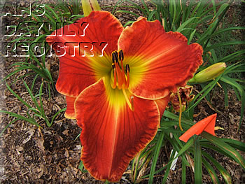 Emily's Fiery Horse AHS image