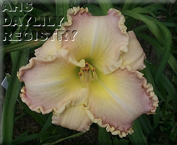 Thaddeus AHS image