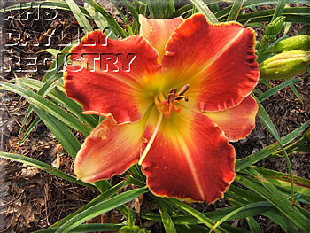 Zacheus AHS image