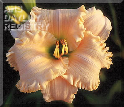 Embraceable Glory AHS image