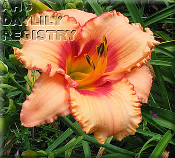 Pixie Mountain Queen AHS image