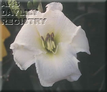 Sparkling White Star AHS image