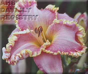 Forestlake Mary Pleshko-Harding AHS image