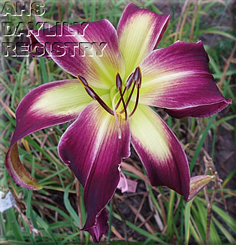 Purple Mountain Wind Song AHS image