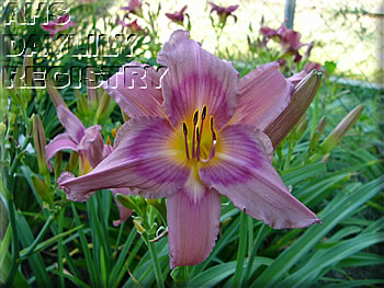 Marilyn Joan AHS image
