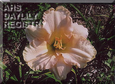 Ellen Williams AHS image