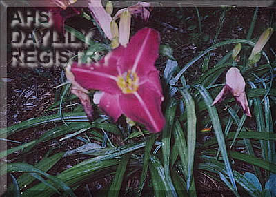 Jean Fernald AHS image