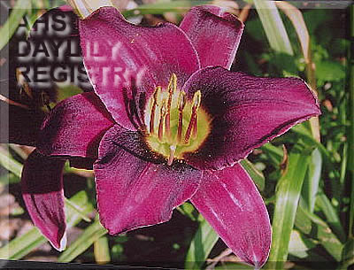 Perry Harrell AHS image