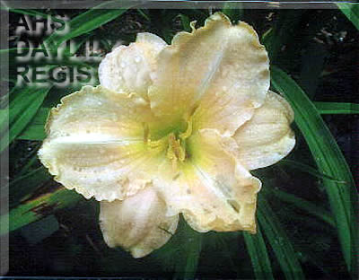Virginia Ward AHS image