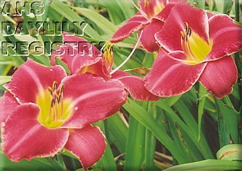 August Cherry AHS image