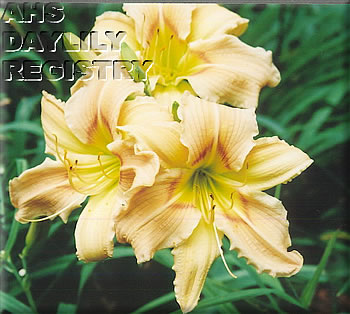 Hawthorne Antique Silk