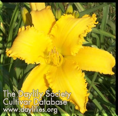 Yellow Dynamo AHS image