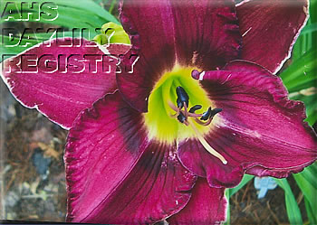 Cheryl Ann's Destiny