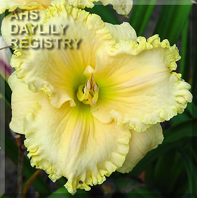 Elegant Light AHS image