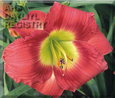 Scarlet Radiance AHS image