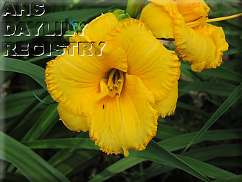 Earlybird Gold Doubloon AHS image