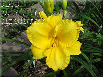 Earlybird Golden Harbinger AHS image