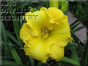 Earlybird Disco Yellow AHS image