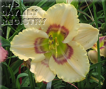 Ripples in Cream AHS image