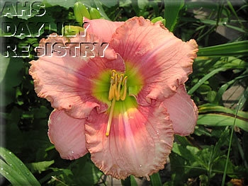 Strawberry Elegance AHS image