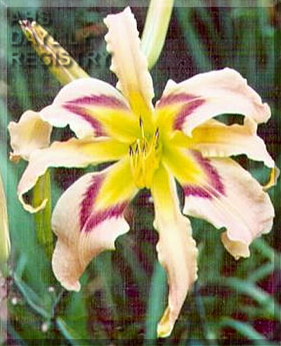 Delicate One AHS image