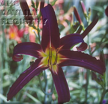 Black Precious