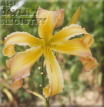Goldie O'Lee AHS image