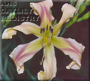 Curly Green Canary AHS image