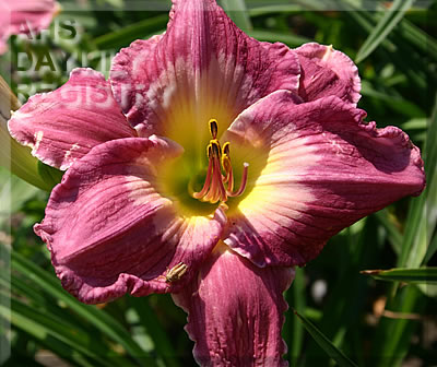 Canadian Summer AHS image